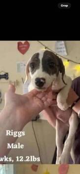 Mixed Breed Dogs Available for Adoption in Wyoming, Michigan - Riggs | PetCurious