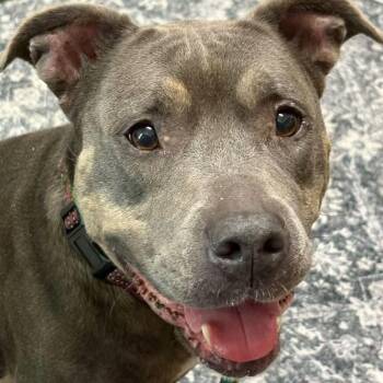 Princess Sofia -  Mixed Breed Dog for Adoption in Syracuse, New York - Princess Sofia | PetCurious