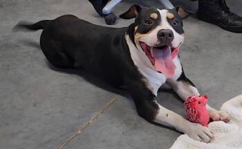 Black And Tan Coonhound Dogs Available for Adoption in Brunswick, Georgia - BOOBOO | PetCurious