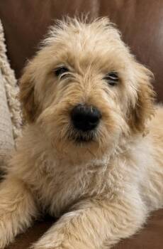 Goldendoodle Dogs Available for Adoption in Cerritos, California - Malia | PetCurious