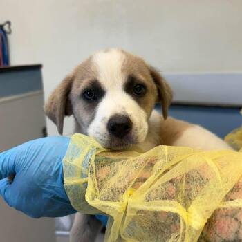 Anatolian Shepherd and Mixed Breed Dogs Available for Adoption in Bastrop, Texas - AJ 26-05-145 | PetCurious