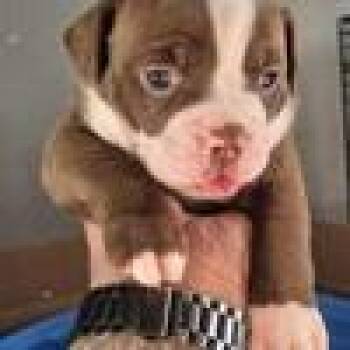 Bulldogge Puppies -  Bulldog Dog for Sale in Cleveland, Texas - Bulldogge Puppies | PetCurious