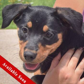 Lapis -  Black Labrador Retriever and Australian Shepherd Dog for Adoption in Huntley, Illinois - Lapis | PetCurious