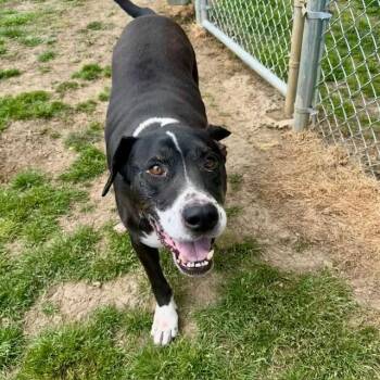 Dash *AVAILABLE IN FOSTER* -  Mixed Breed Dog for Adoption in Columbiana, Alabama - Dash *AVAILABLE IN FOSTER* | PetCurious