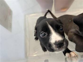 JESSIE -  Labrador Retriever Dog for Adoption in San Antonio, Texas - JESSIE | PetCurious