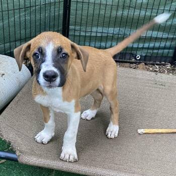 Bagel -  Beagle and Pug Dog for Adoption in Escondido, California - Bagel | PetCurious