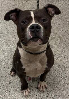 Shamrock -  Pit Bull Terrier and Mixed Breed Dog for Adoption in Kansas City, Missouri - Shamrock | PetCurious