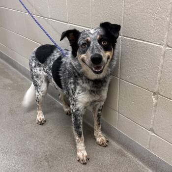 Deacon -  Australian Cattle Dog Blue Heeler Dog Available for Adoption in Kearney, Nebraska - Deacon | PetCurious