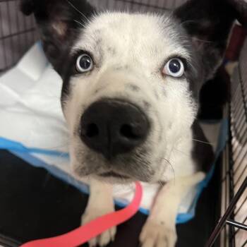 Carmalt -  Mixed Breed Dog for Adoption in Moab, Utah - Carmalt | PetCurious