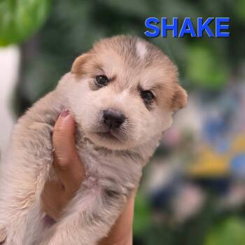 Pre-adoption - Shake is available -  Siberian Husky and Shepherd Dog for Adoption in Los Angeles, California - Pre-adoption - Shake Is Available | PetCurious