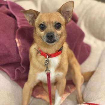Baby Boy -  Mixed Breed Dog for Adoption in Asheville, North Carolina - Baby Boy | PetCurious