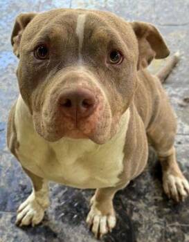 Rescue Pit Bull Terrier Dogs for Adoption in Newburg, Missouri - Joy | PetCurious