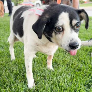 996 (2026) Reed -  Cattle Dog and Mixed Breed Dog for Adoption in Parker, Colorado - 996 (2026) Reed | PetCurious