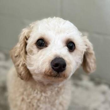 Poodle Dogs Available for Adoption in Sacramento, California - Grunkle Stan | PetCurious