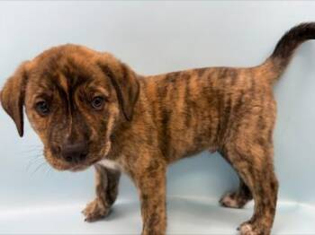 Howard -  Mixed Breed Dog for Adoption in Woodbury, Minnesota - Howard | PetCurious
