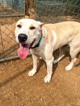 Butters -  Yellow Labrador Retriever Dog for Adoption in Marble Falls, Texas - Butters | PetCurious