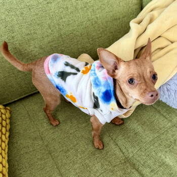 Rescue Chihuahua Dogs for Adoption in Bothell, Washington - Pippa Squeak | PetCurious