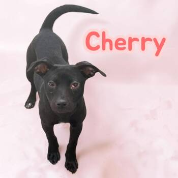 Cherry -  Black Labrador Retriever Dog for Adoption in Chuckey, Tennessee - Cherry | PetCurious