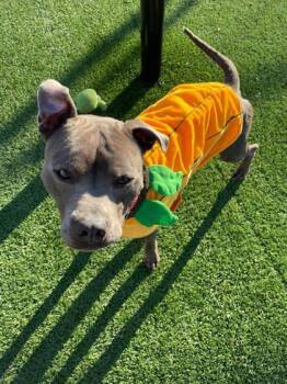 Rescue Pit Bull Terrier and Mixed Breed Dogs for Adoption in Chesapeake, Virginia - Oscar | PetCurious