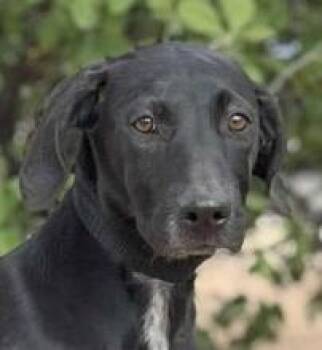 Rescue Doberman Pinscher and Labrador Retriever Dogs for Adoption in Boerne, Texas - Haven | PetCurious
