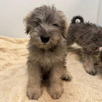 Starsky -  Schnauzer Dog for Adoption in Las Vegas, Nevada - Starsky | PetCurious