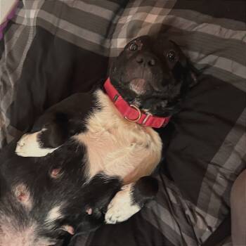 Rescue Mixed Breed Dogs for Adoption in Pittsburgh, Pennsylvania - Princess | PetCurious