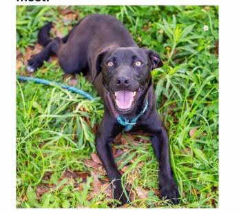 Terrier Dogs Available for Adoption in Brookhaven, Mississippi - Brake Light 26 | PetCurious