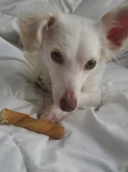 Lina -  Dachshund Dog for Adoption in Minneapolis, Minnesota - Lina | PetCurious