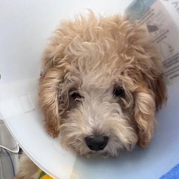 Franklin -  Miniature Poodle Dog for Adoption in Indianapolis, Indiana - Franklin | PetCurious