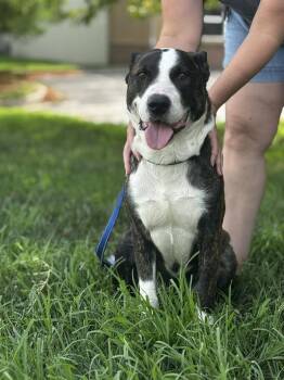 Pit Bull Terrier and Black Labrador Retriever Dogs Available for Adoption in Blue Springs, Missouri - Diesel (HW) | PetCurious