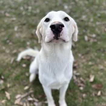 Labrador Retriever Dogs Available for Adoption - Captain Crunch | PetCurious