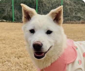 Molly -  Jindo Dog for Adoption in San Ramon, California - Molly | PetCurious
