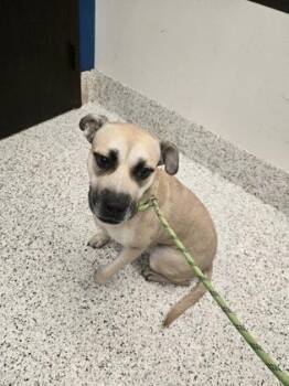 Shayla -  Terrier and Mixed Breed Dog for Adoption in Atlanta, Georgia - Shayla | PetCurious