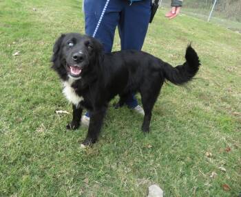Rescue Border Collie Dogs for Adoption in Hernando, Mississippi - Bindi | PetCurious