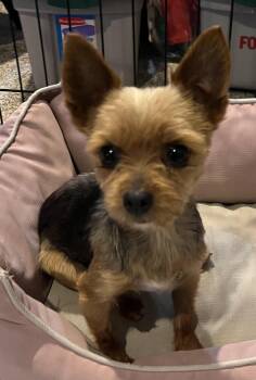 Yorkshire Terrier Dogs Available for Adoption - Kiwi | PetCurious