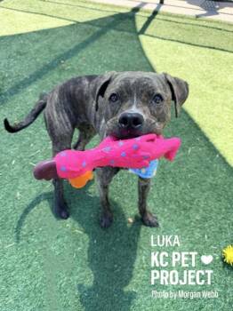 Pit Bull Terrier and Boxer Dogs Available for Adoption in Kansas City, Missouri - Luka | PetCurious