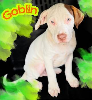 Goblin -  Pit Bull Terrier and Terrier Dog for Adoption in Valley Park, Oklahoma - Goblin | PetCurious