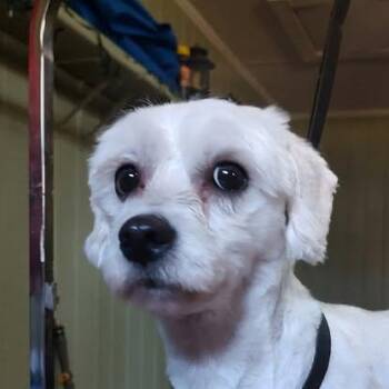 Maltese and Maltipoo Dogs Available for Adoption - Molly Girl (20260322-03) | PetCurious