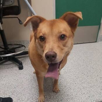 Carolina Dog and Labrador Retriever Dogs Available for Adoption in Reno, Nevada - Rush | PetCurious