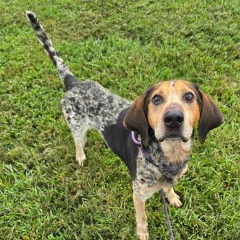 Goofy -  Bluetick Coonhound Dog for Adoption in Jefferson City, Tennessee - Goofy | PetCurious