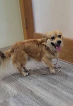 Austin -  Chihuahua Dog for Adoption in Durango, Colorado - Austin | PetCurious