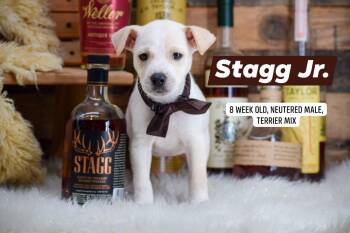 Stagg Jr. -  Terrier Dog for Adoption in Sevierville, Tennessee - Stagg Jr. | PetCurious