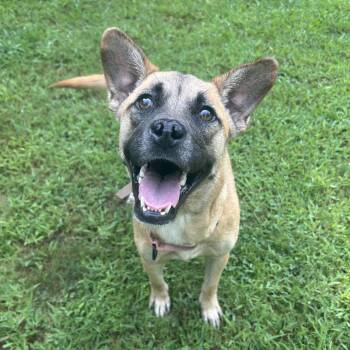 Magpie -  Shepherd and Black Mouth Cur Dog for Adoption in Shermans Dale, Pennsylvania - Magpie | PetCurious