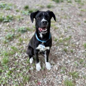 Black Labrador Retriever Dogs Available for Adoption in Wake Forest, North Carolina - Napoleon | PetCurious