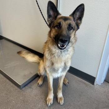 Mixed Breed Dogs Available for Adoption - Taz | PetCurious