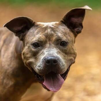 Jelly -  Mixed Breed Dog for Adoption in Decatur, Georgia - Jelly | PetCurious