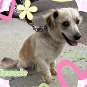 Jessee -  Spaniel and Corgi Dog for Adoption in Thompson Falls, Montana - Jessee | PetCurious