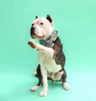 Rescue American Bully and Pit Bull Terrier Dogs for Adoption in Islip Terrace, New York - Marley | PetCurious