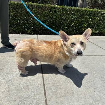 Pretzel -  Corgi Dog for Adoption in Pasadena, California - Pretzel | PetCurious