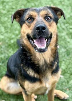 Rescue Rottweiler and German Shepherd Dog Dogs for Adoption in Red Bluff, California - Sami | PetCurious